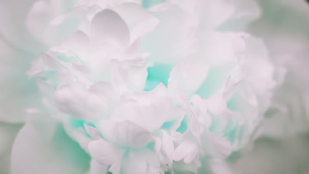 Hermoso fondo Peony blanco. Flor de peonía en flor abierta, lapso de tiempo, primer plano. Fondo de la boda — Vídeo de stock