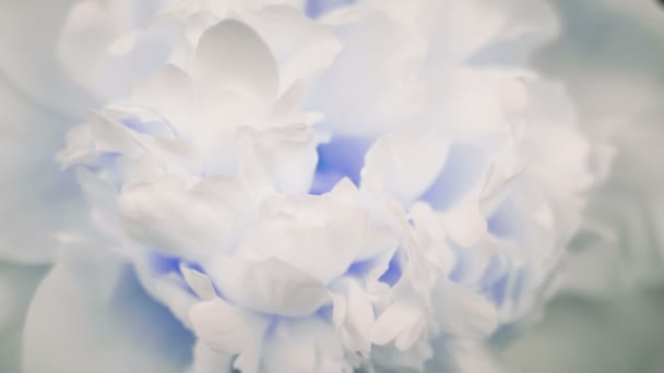 Beau fond pivoine blanche. Fleur de pivoine épanouie ouverte, laps de temps, gros plan. Contexte de mariage — Video