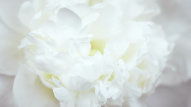 Белый пионный фон. Цветущий пионский цветок открыт, время истекло, крупный план. Свадебный фон — стоковое видео