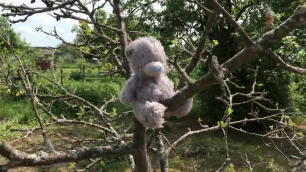 Eenzame teddybeer zittend verlaten op de tak van gedroogd boom — Stockvideo