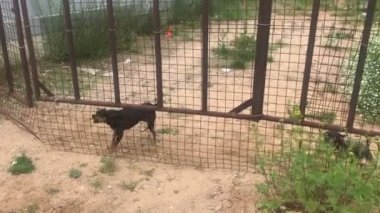 kızgın oyuncak terrier köpekler çit üzerinden havlayan