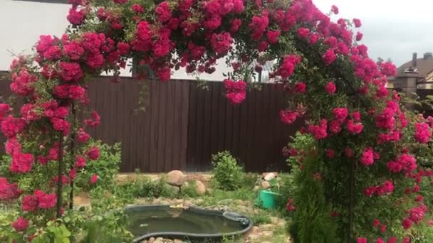 Arch of climbing rose, beautiful cozy home interior, landscape design, wonderful blooming flowers — Stock Video