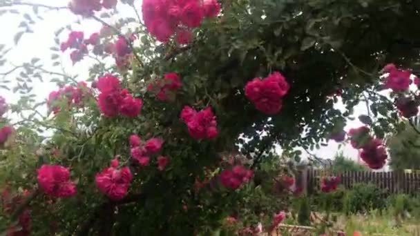 Arco de rosa trepadora, hermoso hogar acogedor interior, diseño del paisaje, flores florecientes maravillosas — Vídeo de stock