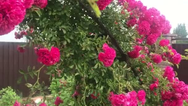 Arco di rosa rampicante, bella casa accogliente interni, progettazione del paesaggio, fiori meravigliosi fioritura — Video Stock