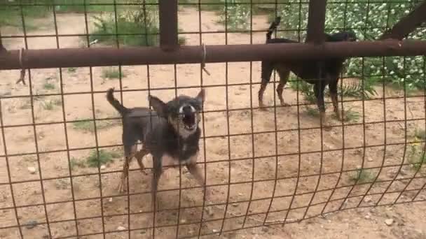 Wütende Spielzeug-Terrier-Hunde bellen durch den Zaun — Stockvideo