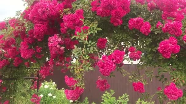 Bogen der Kletterrose, schöne gemütliche Innenausstattung, Landschaftsgestaltung, wunderschöne blühende Blumen — Stockvideo