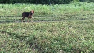 Uzun kulakları ile eğlenceli genç beagle dişi köpek, eğlenceli köpek yavrusu, kovalamak ve düz bakmak, mutlu
