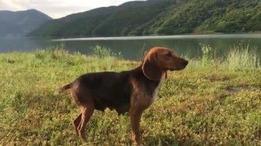 Uzun kulakları ile eğlenceli genç beagle dişi köpek, eğlenceli köpek yavrusu, kovalamak ve düz bakmak, mutlu
