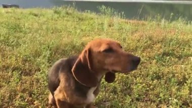 Uzun kulakları ile eğlenceli genç beagle dişi köpek, eğlenceli köpek yavrusu, kovalamak ve düz bakmak, mutlu