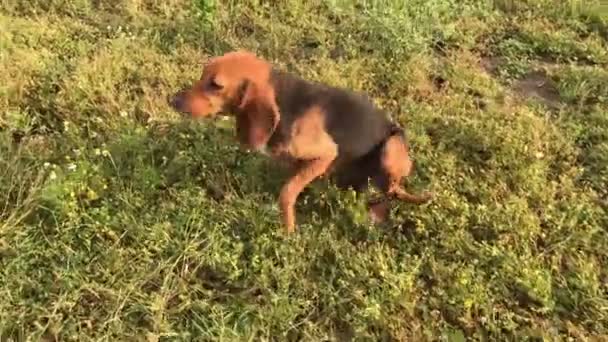 Divertida perra joven beagle con orejas largas, cachorro juguetón, persecución y mirada recta, felizmente — Vídeo de stock