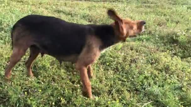 Divertido joven beagle perro hembra arañazos, cachorro juguetón, persecución y mirada recta, felizmente pasar tiempo — Vídeos de Stock