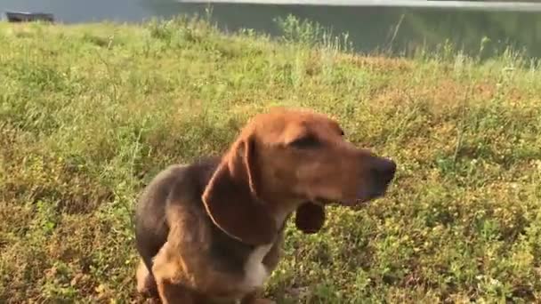 Divertida perra joven beagle con orejas largas, cachorro juguetón, persecución y mirada recta, felizmente — Vídeo de stock