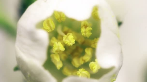Flores de jazmín blanco floreciendo sobre fondo negro lapso de tiempo — Vídeo de stock