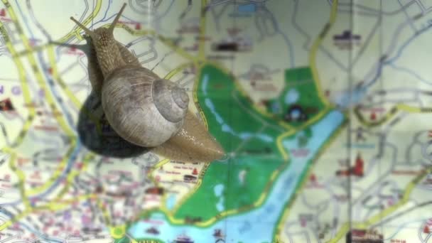 Slak met shell walking, kruipend door de kaart, reis concept, Slow Driving — Stockvideo