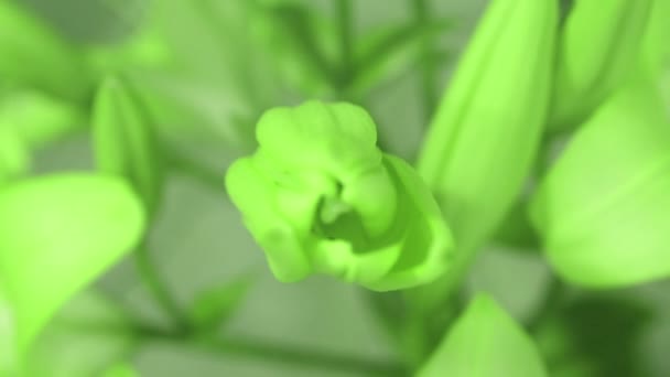 Flor de lirio abriendo su flor y cambiando de color de verde a azul, animación time lapse — Vídeo de stock