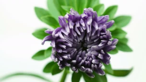 Tiempo-lapso de apertura violeta flor de dalia púrpura aislada sobre fondo blanco, germinación verano — Vídeos de Stock