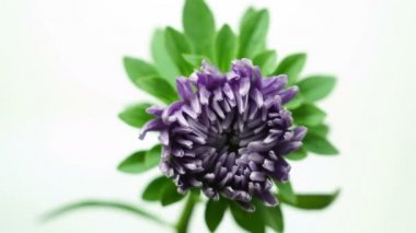 Beyaz arka plan, çimlenme yaz izole mor mor dahlia çiçek açılış time-lapse