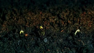 Çimlenme Bitkiler Büyüyen Tohumlar Filiz Grow, Büyüme Kavramı, Bir bitki yeşil karşı mavi