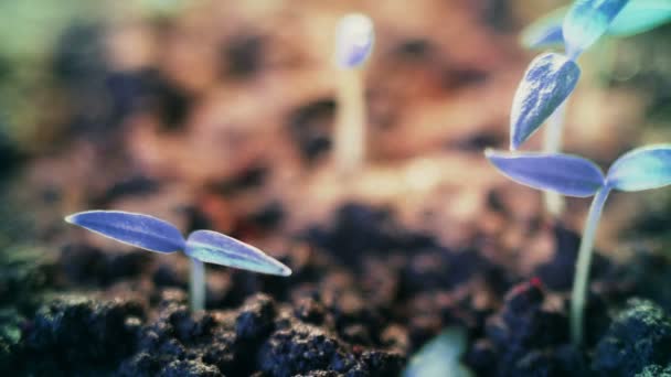 Blauwe planten groeien. Futuristische surrealistische achtergrond. Kieming. Onaardse moderne prachtige wereld — Stockvideo
