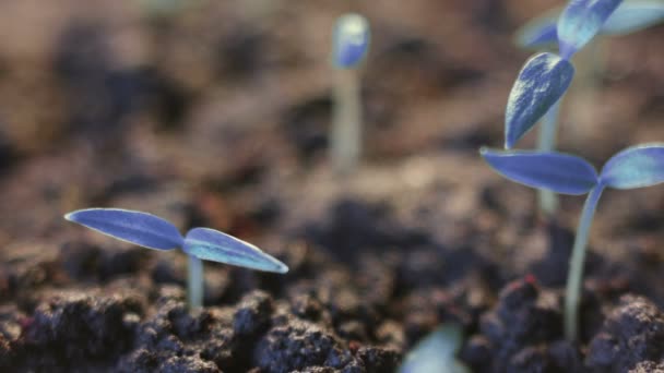 Plantas azules creciendo. Fondo surrealista futurista. Germinación. Mundo maravilloso moderno descuidado — Vídeo de stock