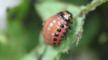 Larva Leptinotarsa Decemlineata Yeme Patates Yaprağı. Ciddi patates haşeresi. Colorado Larvası