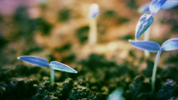 Blauwe peper planten groeien, onaardse futuristische achtergrond ontwerp — Stockvideo