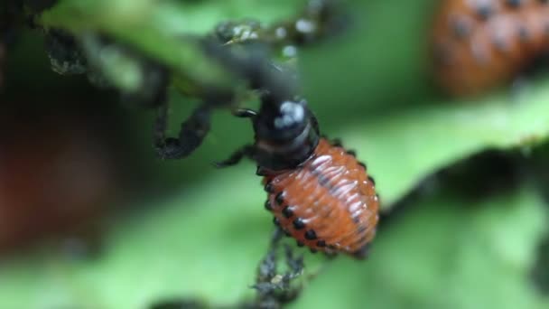 Larva Di Leptinotarsa Decemlineata Mangiare Foglie di Patata. Grave parassita della patata. Larva del Colorado — Video Stock