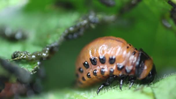 ジャガイモの葉を食べるレプティノタールサデセンリナータの幼虫。ジャガイモの深刻な害虫。コロラド州の幼虫 — ストック動画
