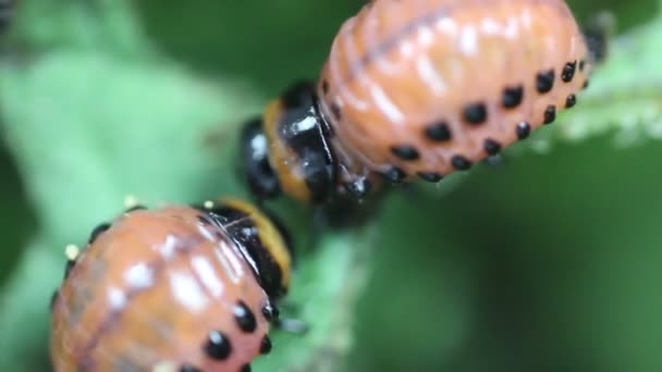 Larva Di Leptinotarsa Decemlineata Mangiare Foglie di Patata. Grave parassita della patata. Larva del Colorado — Video Stock