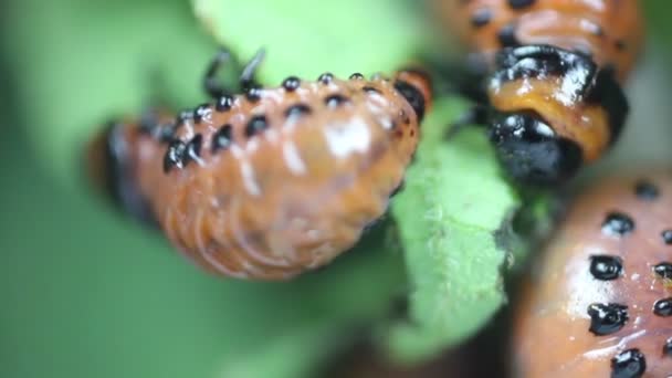 Larva Di Leptinotarsa Decemlineata Mangiare Foglie di Patata. Grave parassita della patata. Larva del Colorado — Video Stock