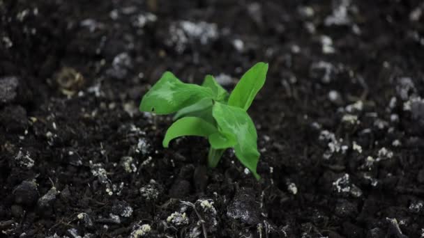 Séchage herbe verte plante time lapse, pas de pluie, pas d'eau, pas de vie, mourir de la nature, concept de sécheresse — Video