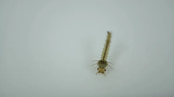 mosquitoes larvae in dirty water and young is born disease Dengue fever, Dengue hemorrhagic fever