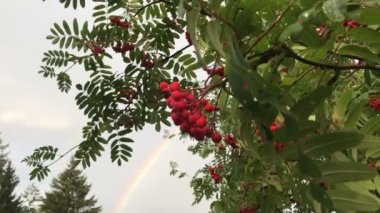 Arka planda gökkuşağı ile Rowan Çilek Bunches