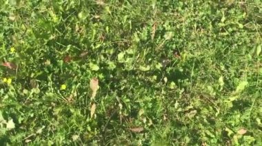 yılan çimenler tarafından sürünerek, kaçmaya çalışırken, insanlardan korkuyor