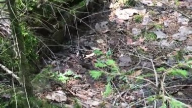 engerek yılanı ormanda sürünüyor. Yılan gizlemek için sürünen