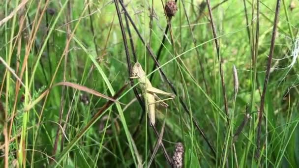 Groene sprinkhaan zittend op gras — Stockvideo