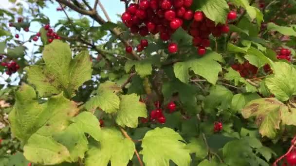 Bayas maduras de viburnum rojo en los rayos del sol de la tarde . — Vídeos de Stock