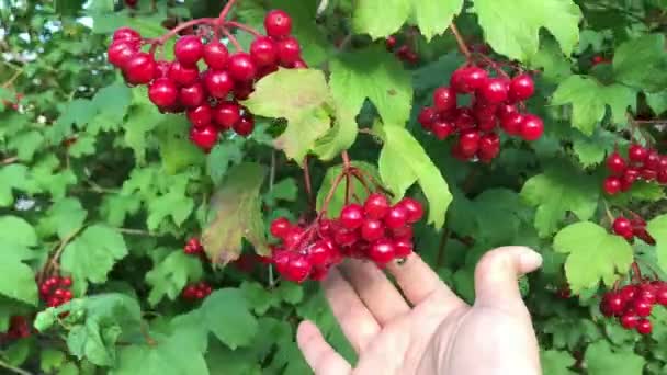 저녁 태양의 광선에 빨간 viburnum의 잘 익은 열매를 만지는 손. — 비디오