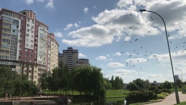 Groep van duiven vliegen in de stad — Stockvideo