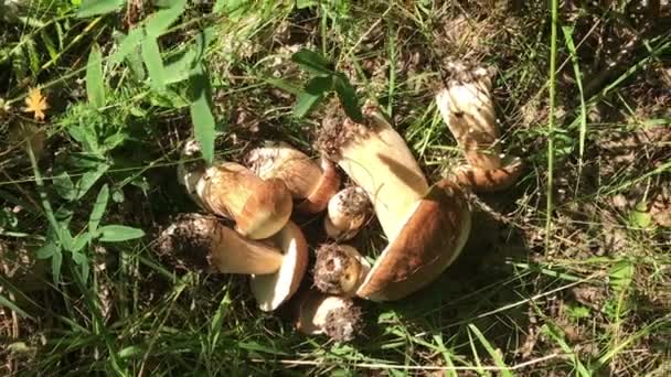 拿起收集蘑菇在森林个人观点pov生长 — 图库视频影像