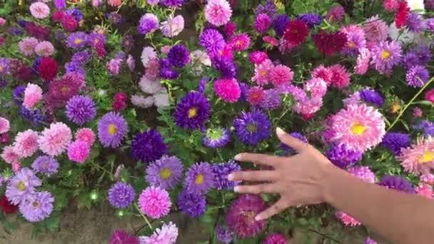 Weibliche Hand berührt farbige Astern Herbst Blumen Hintergrund. wunderbare Natur, haptische Empfindungen — Stockvideo