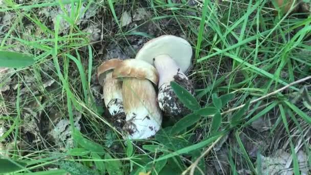 Plocka upp samla svamp Boletus växer i skogen personliga perspektiv POV — Stockvideo