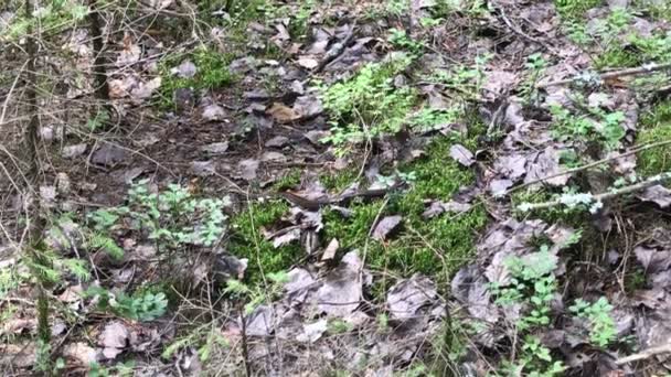 森の中を這うバイパーヘビ。ヘビは隠すために這う — ストック動画