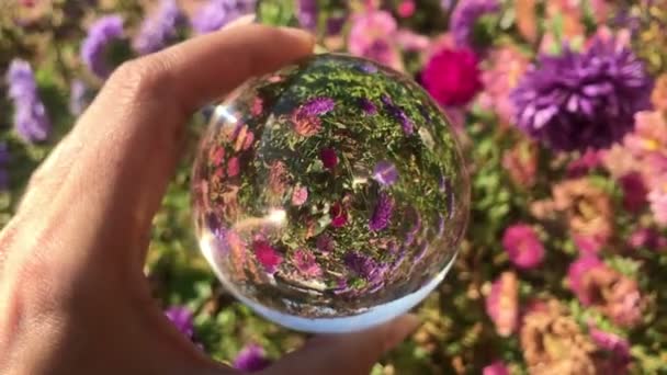 Vrouwelijke hand houden magische kristallen bal over prachtige natuur landschap paars aster bloemen veld — Stockvideo