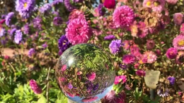 Kobieta ręka gospodarstwa magia krystaliczna piłka nad pięknym krajobrazem przyrody fioletowy aster kwiaty pole — Wideo stockowe