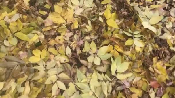 Scène automnale.Sol jaune avec des feuilles d'arbres dans le parc automnal. Automne parc coloré . — Video