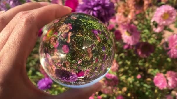 Женская рука держит волшебный кристаллический шар над красивым ландшафтом природы фиолетовый астер цветы поле — стоковое видео
