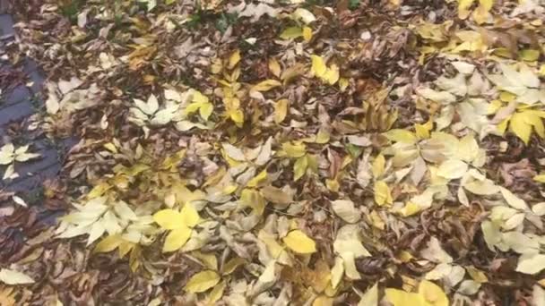 Scena autunnale Terreno giallo con foglie di alberi nel parco autunnale. Autunno colorato parco . — Video Stock