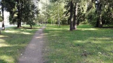 Yeşil bir ormanda uçarken, sonbahar sahnesi güneşli bir parkta
