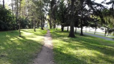 Yeşil bir ormanda uçarken, sonbahar sahnesi güneşli bir parkta